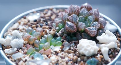 Guía de cuidados de la suculenta haworthia cooperi para que crezca hermosa