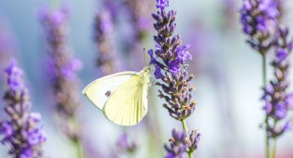 ¿Quieres atraer mariposas a tu jardín? Estas plantas te ayudarán a lograrlo