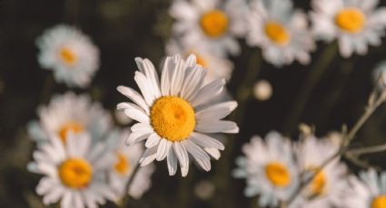 ¿Cuáles son las flores que puedo plantar en el huerto en casa? Te mostramos las 3 mejores plantas