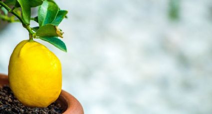 Limonero en maceta: Vierte un chorrito de este abono orgánico y ten frutos todo el año