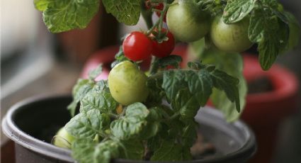 Guía definitiva para tener un árbol de tomates en maceta ideal