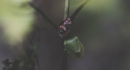 Una cucharadita de este ingrediente y nunca más tendrás insectos en tus plantas