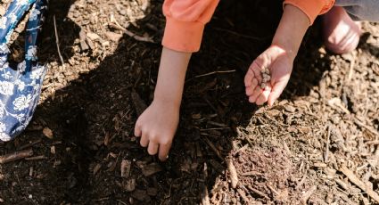 Huerto en casa: ¿Cuáles son las plantas que puedo sembrar en mayo?