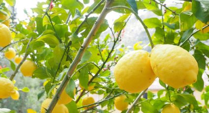 Aplica una cucharadita de esta bebida a tu limonero para hacer que te dé más frutos RÁPIDO