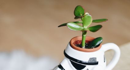 Crea tus macetas para plantas y suculentas usando las tazas viejas del hogar