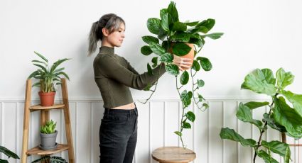 Feng Shui: 5 plantas que atraen la mala suerte y dónde colocarlas para evitar sus efectos