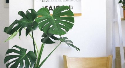 Evita que a tu Monstera le falte agua con estos 3 consejos básicos para cuidarla