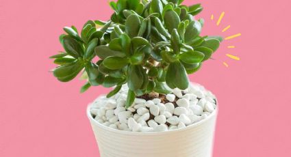 Feng Shui: ¿Dónde colocar la planta de jade para atraer buena suerte y abundancia?