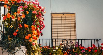 ¿Quieres un balcón de cuento de hadas? Estas plantas trepadoras te ayudarán a conseguirlo