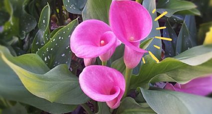 Una taza del abono orgánico MÁS BARATO y tus alcatraces explotarán se flores al instante