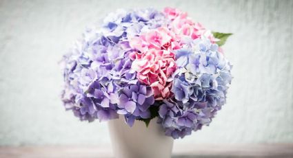 ¿Cómo cuidar las hortensias? Los mejores consejos para tener flores todo el año