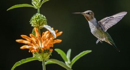 ¿Quieres atraer colibríes tu jardín? Estas flores amarillas son las indicadas para hacerlo