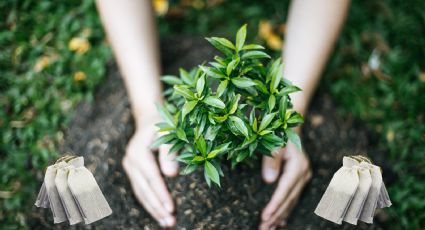 Así puedes aprovechar las bolsitas de té usadas en tu jardín para cuidar tus plantas