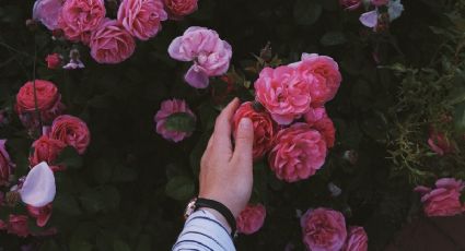 2 cucharaditas de este abono de lentejas y tus rosas explotarán de flores