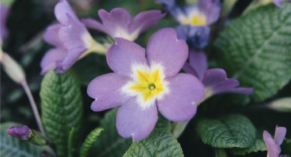 Una cucharadita de este dulce ingrediente en tus plantas y tendrás una floración perfecta