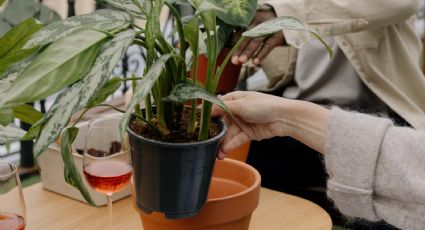 Plantas de interior: Técnica infalible para que no se salga el sustrato por debajo de la maceta
