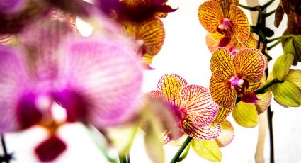 Haz el abono líquido más PODEROSO con verduras para que tus orquídeas exploten de flores