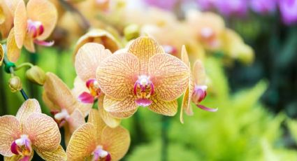 Estos son los errores más comunes que comete la gente al cuidar sus orquídeas