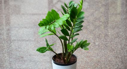 ¿Principiante en jardinería? Esta es la planta de interior perfecta y súper FÁCIL de cuidar