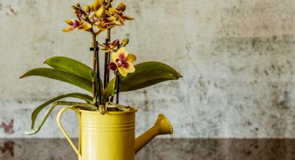 ¿Tu orquídea dejó de florecer? Esto es lo que debes hacer en el tallo para que explote de flores