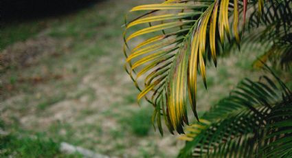 ¿Tu planta tiene las hojas amarillas? Descubre por qué sucede y cómo revivirla