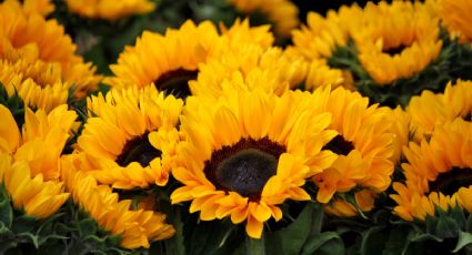 Una cucharadita de este abono orgánico y tus girasoles explotarán de flores