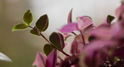 Plantas de interior: ¿Cómo cuidar a la Tradescantia zebrina?