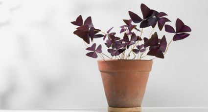 Oxalis triangularis: Guía de cuidados básicos para hacer crecer tu planta mariposa de la mejor forma