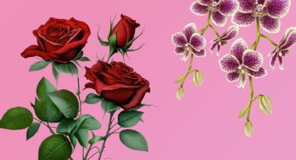 Tres abonos orgánicos perfectos para que tus orquídeas y rosas exploten de flores