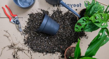 ¿Cómo hacer abono casero para plantas en freidora de aire usando las cáscaras de patata sobrantes?