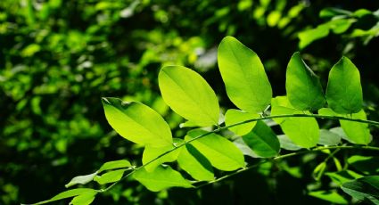 ¡No gastes ni un euro! Haz este abono orgánico GRATIS para tener plantas verdes y sanas