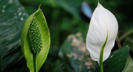 Dos cucharitas de estos abonos orgánicos y tu Lirio de la Paz explotará de flores hermosas