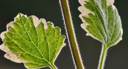 Así debes propagar la planta millonaria en agua para atraer la abundancia y el dinero