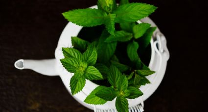 ¿Cómo cultivar la planta de menta en agua? El truco más fácil para tu huerto en casa