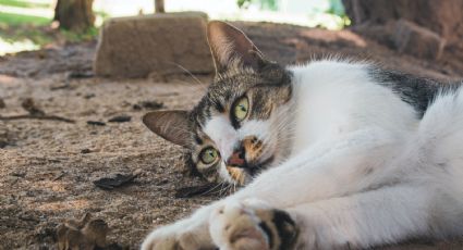 ¿Tienes gatos en casa? Te explicamos las mejores formas para evitar el mal olor de su orina