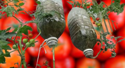 Reutiliza las botellas de plástico para cultivar tomates y crear tu propio huerto en casa