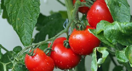 ¿Los hongos atacaron tu huerto de tomates? Estos ingredientes te ayudarán a deshacerte de ellos