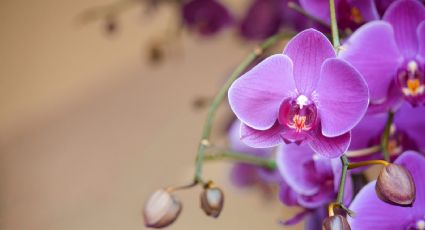 ¿Quieres tener orquídeas en casa? Esto es lo que debes saber antes de adquirirlas