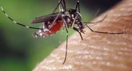 Así se prepara el aceite esencial de citronela, el remedio más efectivo para ahuyentar mosquitos