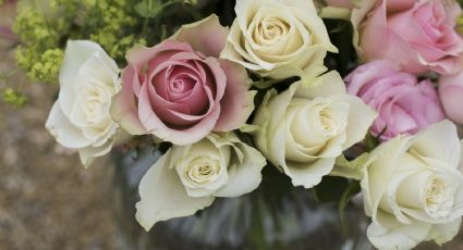 Logra "flores eternas": Trucos con vinagre para que tus plantas florezcan todo el año