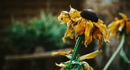 ¿Tu planta se murió? Intenta revivirla con estos ingredientes de cocina