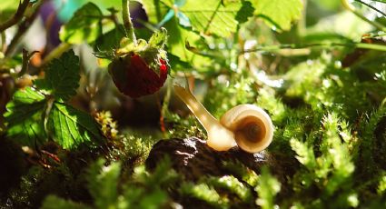 Realiza una trampa para que los caracoles no dañen tus plantas (sin hacerles daño)