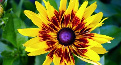 Plantas de exterior: Sigue esta guía de cuidados para que la gazania explote de flores