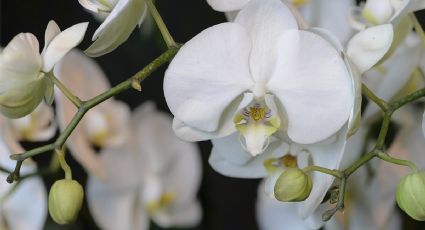 Un chorrito de este líquido y tus orquídeas explotarán de flores en el verano