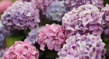 ¿Tus hortensias están muriendo? Descubre cómo salvarlas con este abono que promueve su floración