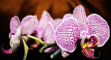 Una taza de este poderoso abono orgánico ayudará a recuperar las raíces podridas de tus orquídeas