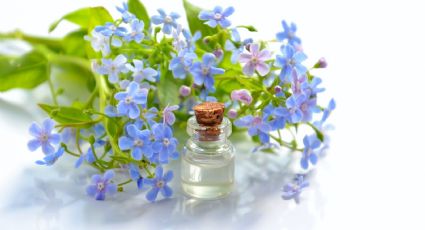 ¿Quieres oler rico todo el día? Cambia tu perfume por estos aceites esenciales