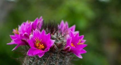 ¿Eres amante de los cactus? Conoce la planta de interior que brota las flores más bonitas