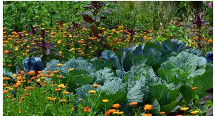 Descubre qué ingrediente de tu cocina se puede convertir en el mejor abono orgánico para tus plantas y hortalizas