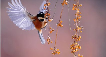 Así puedes atraer pájaros y aves beneficiosas al huerto urbano o jardín en casa